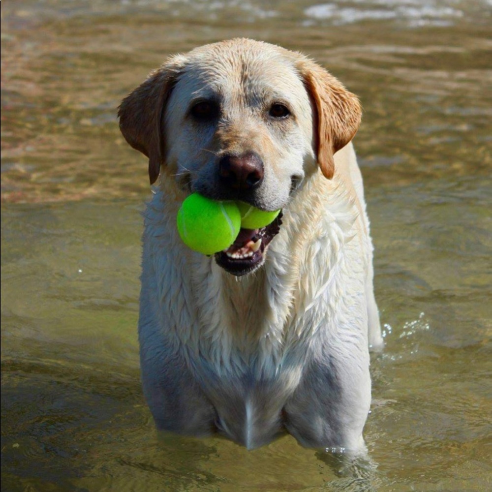 Dog Cloning Kit - Picture 8 of 11